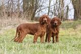 SETTER IRLANDAIS 242